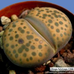 Seme cveća: Lithops fulviceps /C266/ - 20 semenki